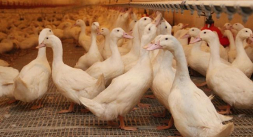 Agidelské kachny: sněhově bílé plemeno